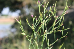 Canscora heteroclita